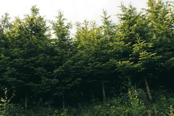 Muscardin, le gîte dans le couvert - La Salamandre