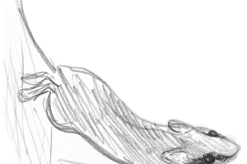 Le lérot est difficile à surprendre. Il saute, court et grimpe à des vitesses vertigineuses. En hiver aussi, l’animal peut s’activer si le temps se réchauffe. Il se réveille, mange, puis se rendort au premier coup de froid. / © Jean Chevallier