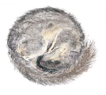 Le loir s’endort roulé en boule, le nez dans la queue. Les pavillons des oreilles sont repliés vers l’avant pour limiter les déperditions de chaleur. Le loir s’endort roulé en boule, le nez dans la queue. Les pavillons des oreilles sont repliés vers l’avant pour limiter les déperditions de chaleur.