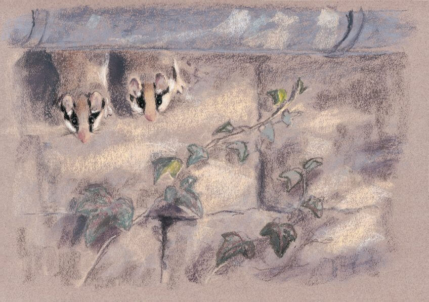 Wanted lérot, le bandit masqué - La Salamandre