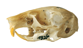 Lérot Le lérot : ni rat ni souris - La Salamandre