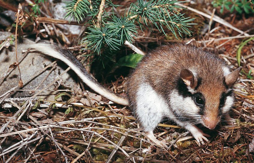 Lérot Le lérot : ni rat ni souris - La Salamandre