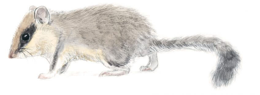 lérotin
tête-corps : 8-13 cm
Le muscardin, un p'tit rouquin costaud - La Salamandre