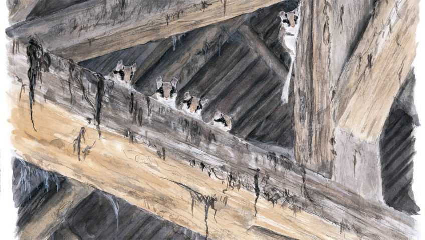 Wanted lérot, le bandit masqué - La Salamandre