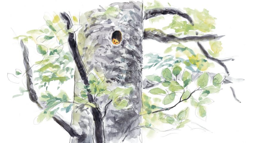 Le muscardin dans son nid, un drôle d'oiseau - La Salamandre