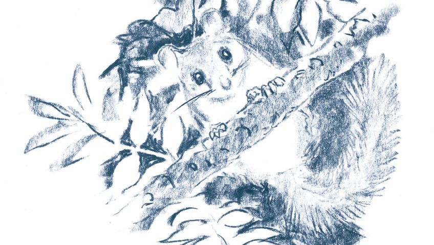 L'heure des loirs - La Salamandre