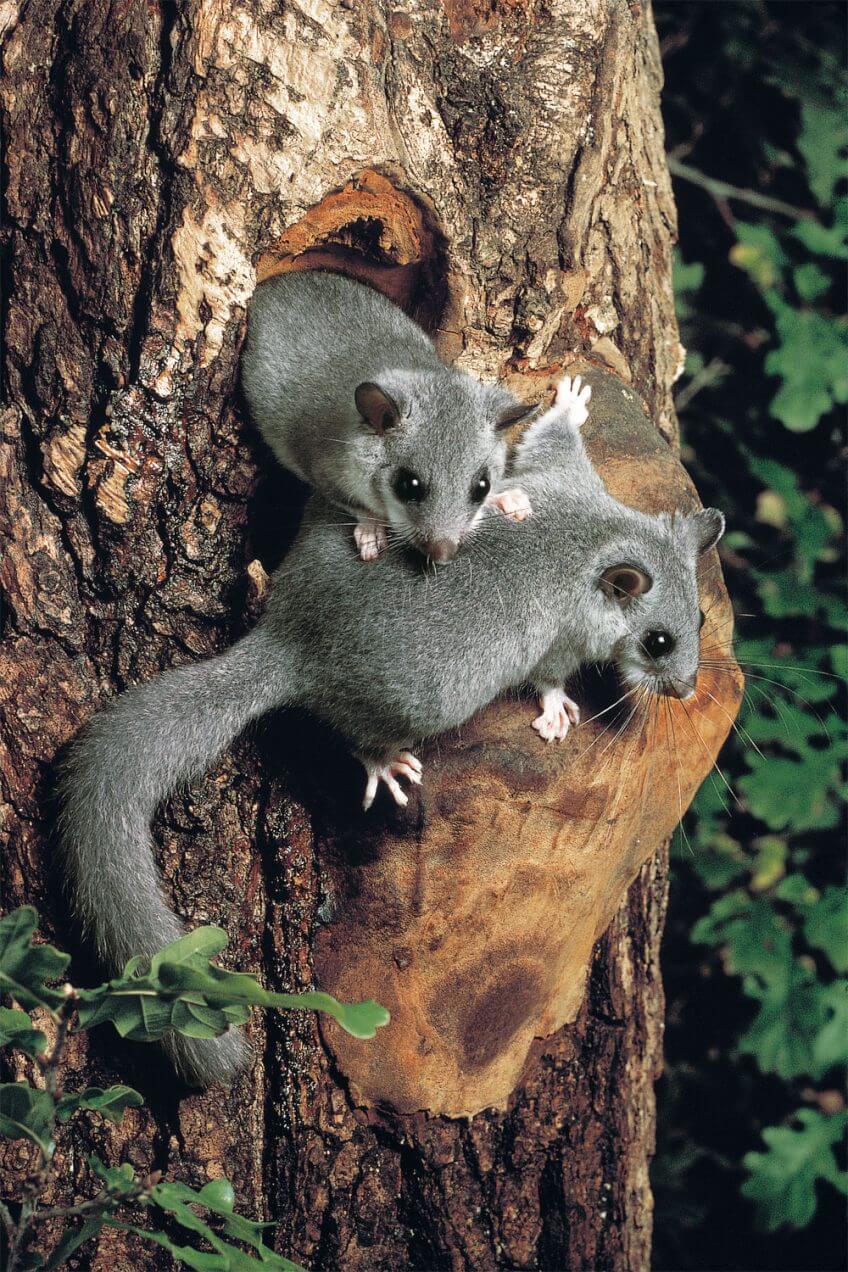 L'heure des loirs - La Salamandre