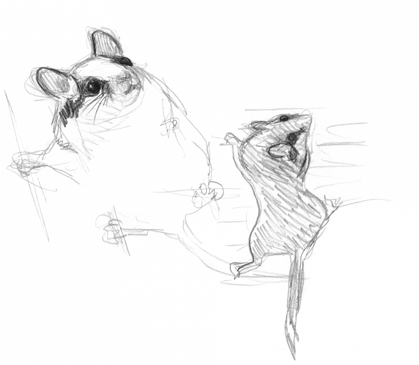 Le lérot : ni rat ni souris - La Salamandre