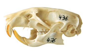 Rat Le lérot : ni rat ni souris - La Salamandre