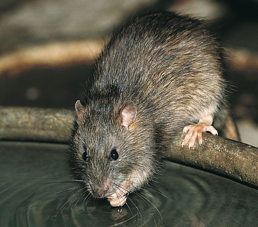 Rat Le lérot : ni rat ni souris - La Salamandre