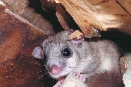 Sans piège, aucune chance de capturer l’animal ! / © Elmar Bürgy