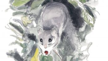 Tout au long de l’été, le loir recherche les baies de la forêt, comme ici des merises. La femelle portante marque une préférence pour les fruits secs, plus
nourrissants. Tout au long de l’été, le loir recherche les baies de la forêt, comme ici des merises. La femelle portante marque une préférence pour les fruits secs, plus
nourrissants.