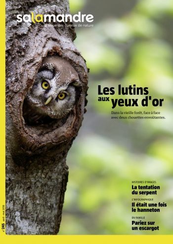 Couverture de La Salamandre n°245