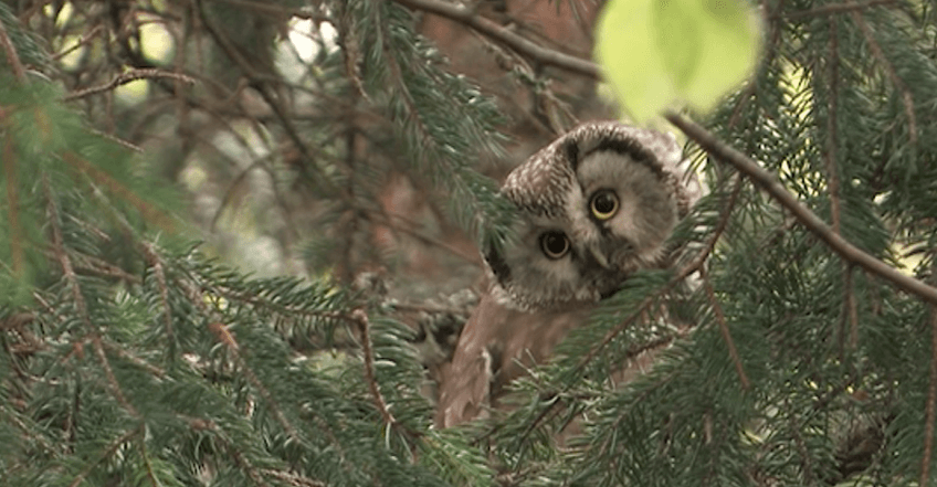 Chouette de Tengmalm