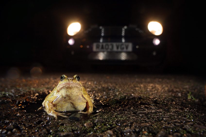 Migration des grenouilles, aidons les à traverser la route - La Salamandre