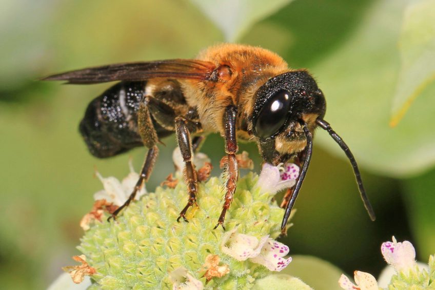 Une nouvelle espèce d'abeille exotique envahissante en France - La Salamandre