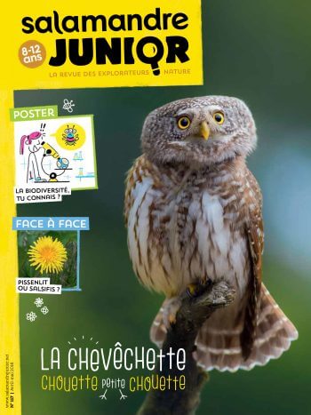 Couverture de La Salamandre Junior n°117