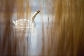 Acte I
Cygne mélancolique le jour, femme fatale vêtue de plumes blanches la nuit.
Dans Le lac des cygnes, le destin de la princesse Odette est prisonnier du sort lancé par un terrible sorcier.
 / © Alessandro Staehli
