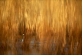 Acte II : à travers le cœur grand ouvert du diaphragme, les roseaux perdent leur raideur le temps d’une pose.
Dans ces flammes insaisissables, un être candide navigue en hésitant.
On dirait qu’il joue avec le feu sans jamais se brûler.  / © Alessandro Staehli