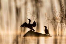 Acte III : même théâtre, autre décor. Deux cormorans se préparent pour une ode muette au levant.
Le soliste monte sur scène comme pour un fortissimo sur une partition invisible.
Quel silence cette apothéose lyrique!  / © Alessandro Staehli