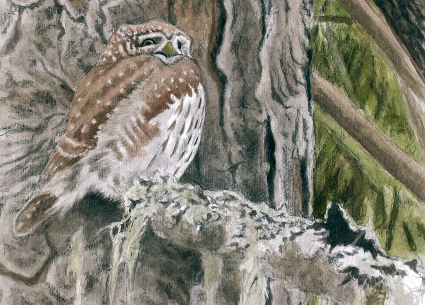 Les chevêchettes avec Pierre Baumgart - La Salamandre