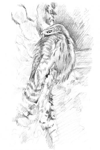 Les chevêchettes avec Pierre Baumgart - La Salamandre