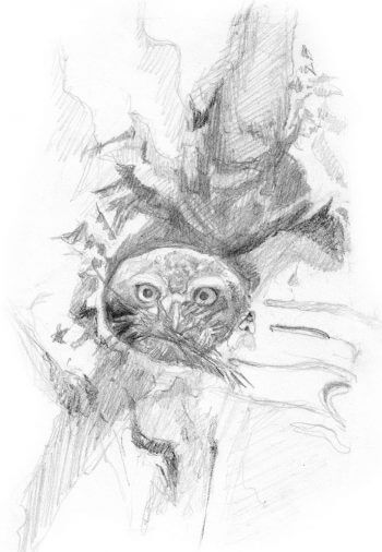 Les chevêchettes avec Pierre Baumgart - La Salamandre