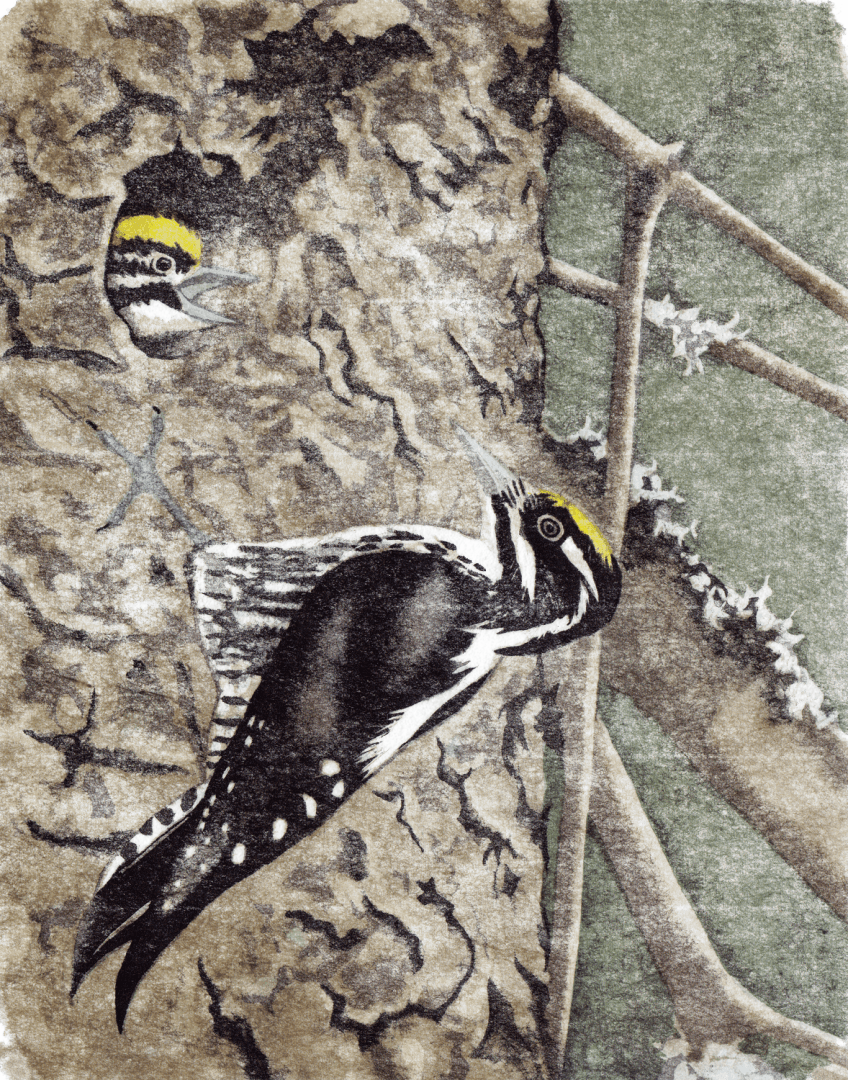 Les chevêchettes avec Pierre Baumgart - La Salamandre