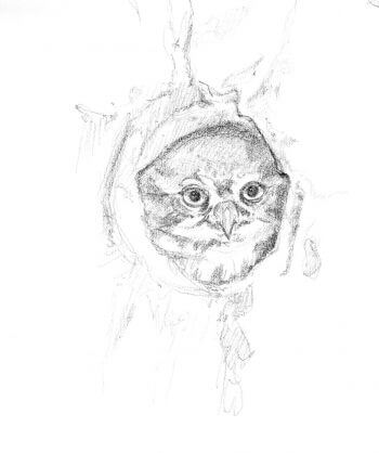 Les chevêchettes avec Pierre Baumgart - La Salamandre