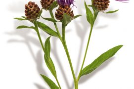 Centaurée jacée  Centaurée jacée