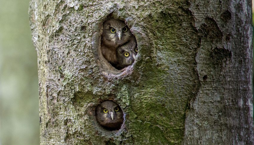 La chouette de Tengmalm dans le Jura - La Salamandre