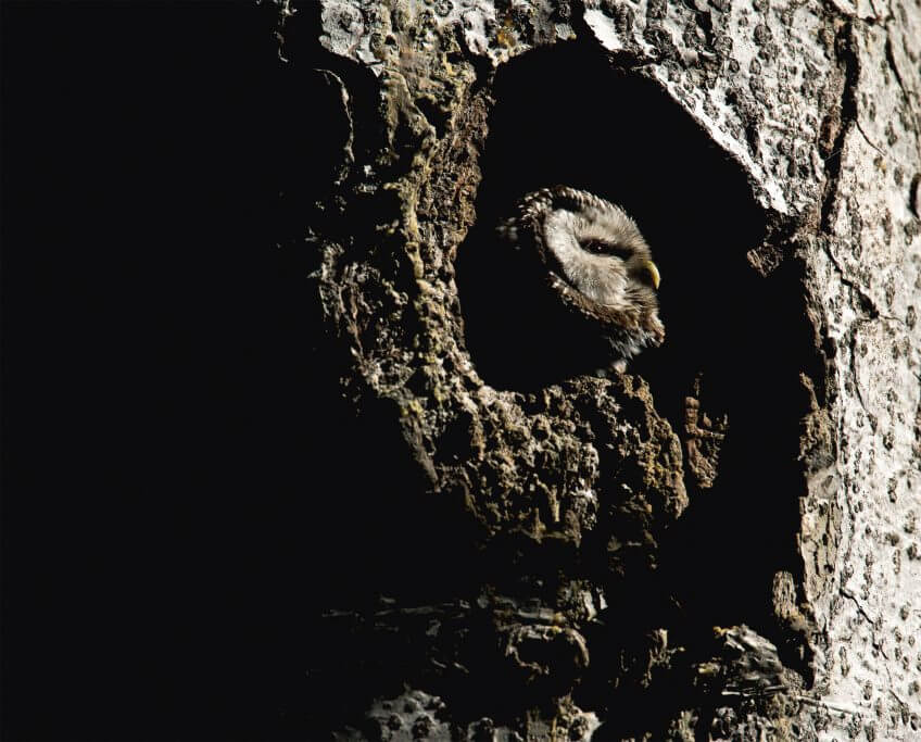 La chouette de Tengmalm dans le Jura - La Salamandre