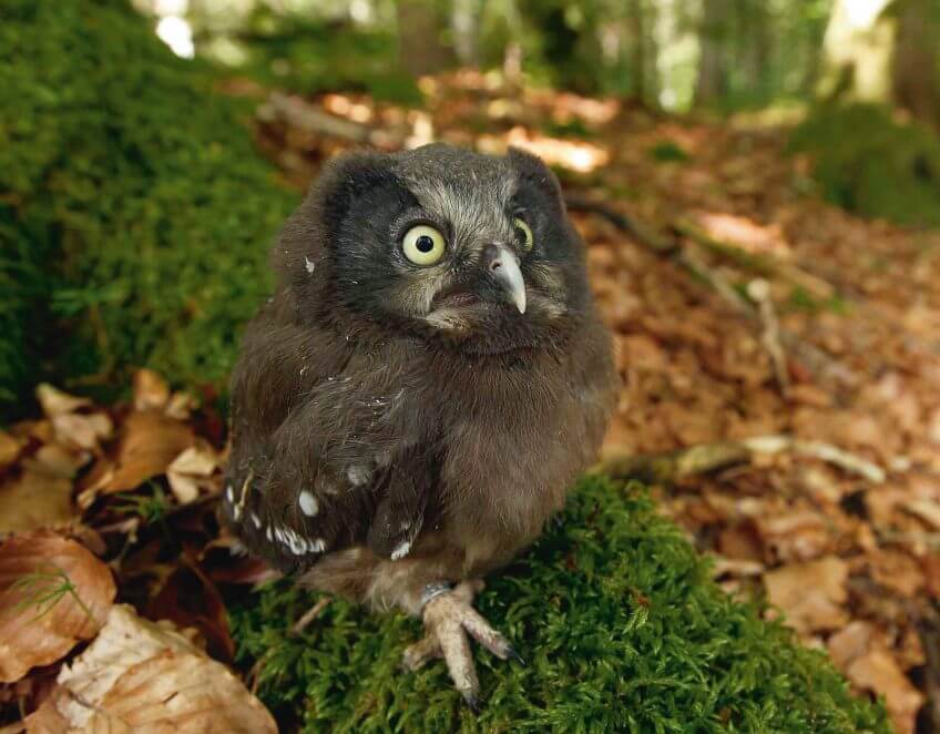 La chouette de Tengmalm dans le Jura - La Salamandre