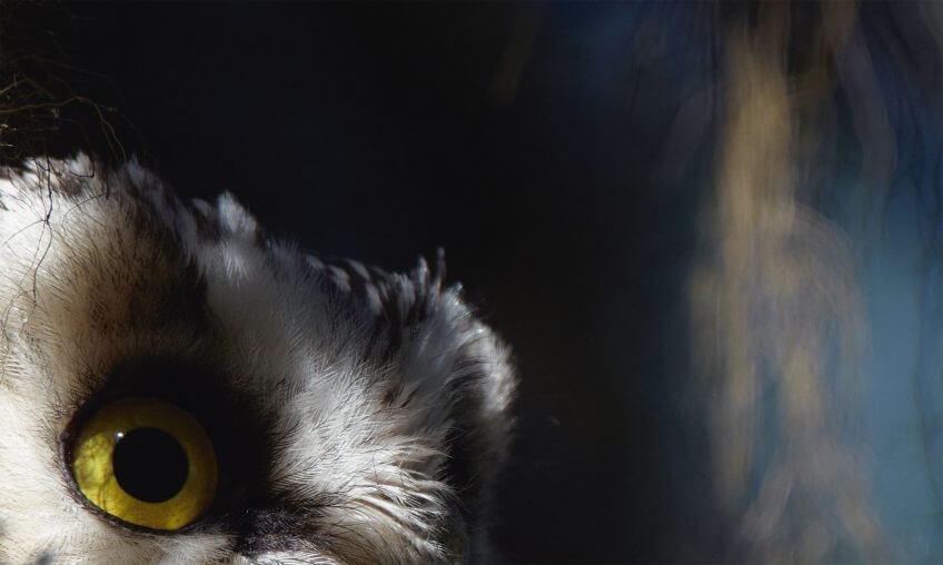 La chouette de Tengmalm dans le Jura - La Salamandre