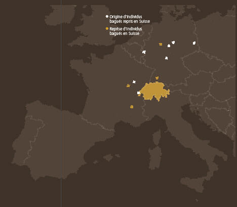 La chouette de Tengmalm dans le Jura - La Salamandre