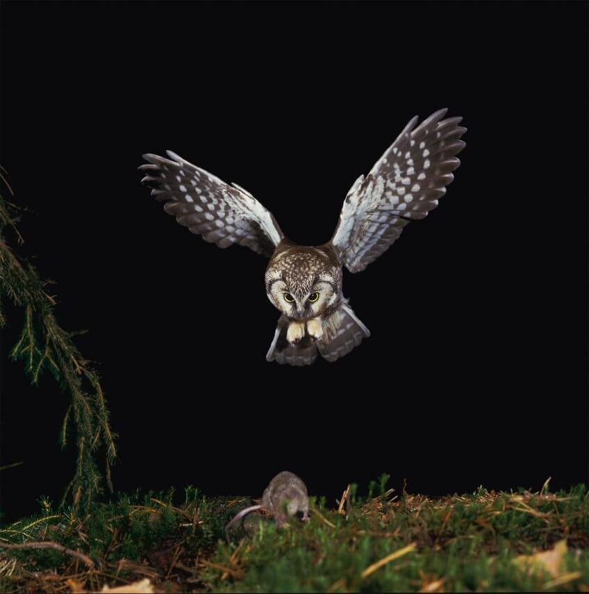 La chouette de Tengmalm dans le Jura - La Salamandre