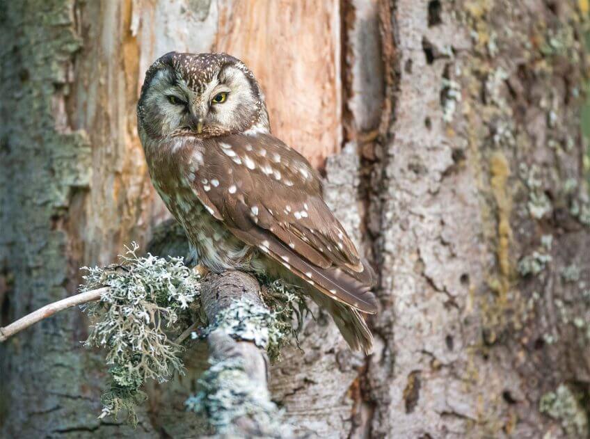 Chouette de Tengmalm La chouette de Tengmalm dans le Jura - La Salamandre