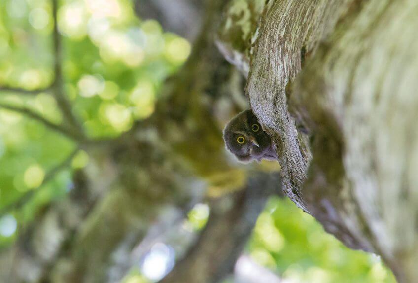 Chouette de Tengmalm La chouette de Tengmalm dans le Jura - La Salamandre