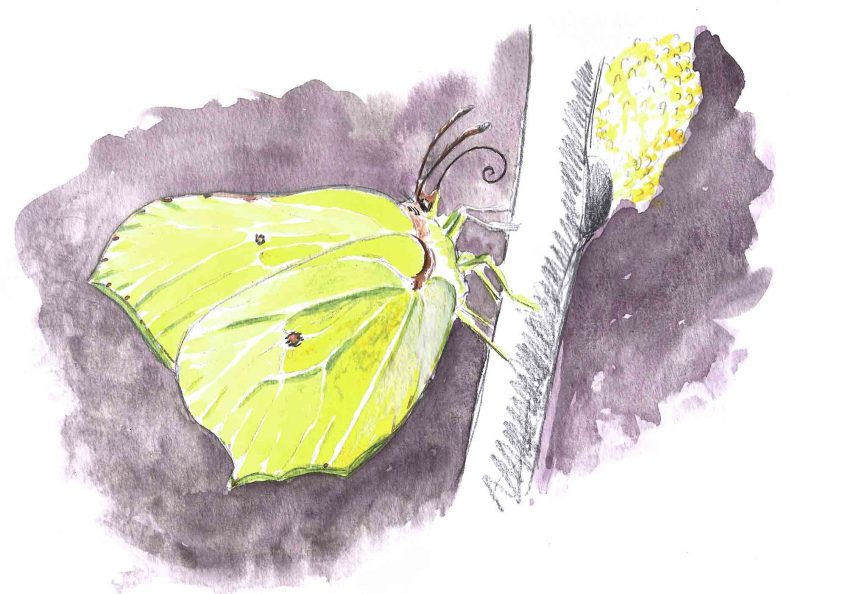 Papillon citron pressé - La Salamandre