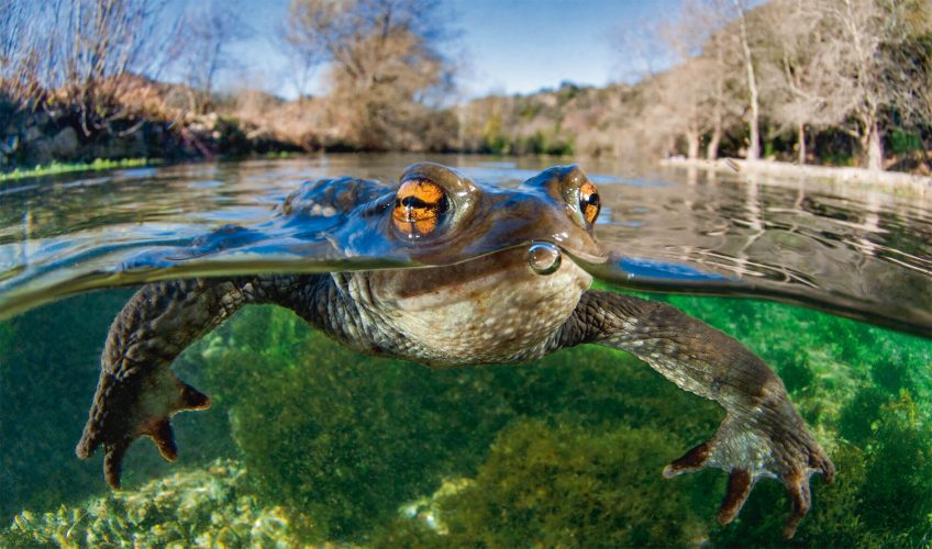 Comment les amphibiens retrouvent-ils leur mare? - La Salamandre