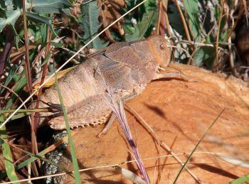 Criquet de Crau / © Jean-philippe Paul