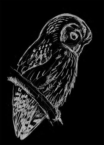 Chouettes chevêchette et Tengmalm, proies de la hulotte - La Salamandre