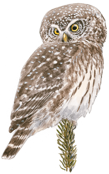 Chouettes chevêchette et Tengmalm, proies de la hulotte - La Salamandre