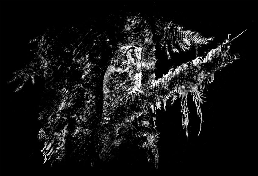 Chouettes chevêchette et Tengmalm, proies de la hulotte - La Salamandre