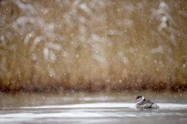 Et ce grèbe, qui est-il ? D’où vient-il ? Mélodrame ou sérénité, chacun lit la nature à sa manière.
C’est pourquoi le spectacle vaut toujours le détour.   / © Alessandro Staehli