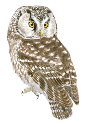 expression étonnée donnée par de grands yeux jaunes et un disque facial