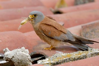 Faucon crécerellette mâle / © Jean-Paul Chatagnon / Biosphoto