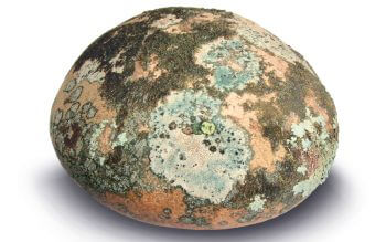 Galet / © Jean-Philippe Paul