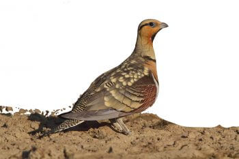 Ganga cata / © Emile Barbelette / Biosphoto