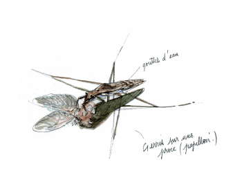 Gerris sur une proie  La mare mystérieuse et ses insectes - La Salamandre